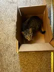 Tail in a box in a box in a box. Effective cat trapping at its finest.