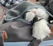 Trying to escape