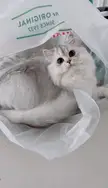 Classic plastic bag trap never fails