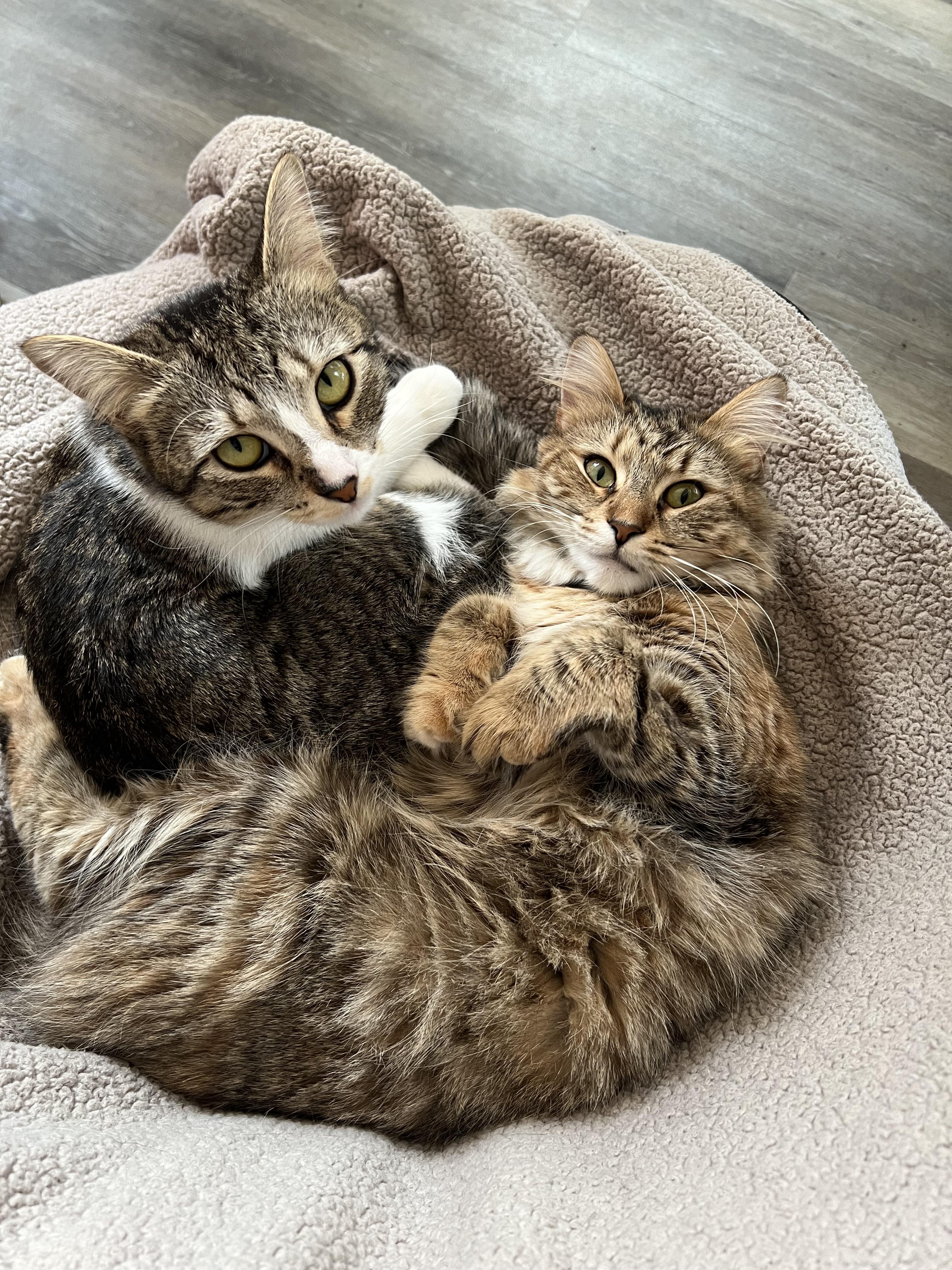why-do-my-cats-from-the-same-litter-look-so-different-scrolller