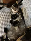 Pals