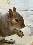 Squirrel friend has infected eye