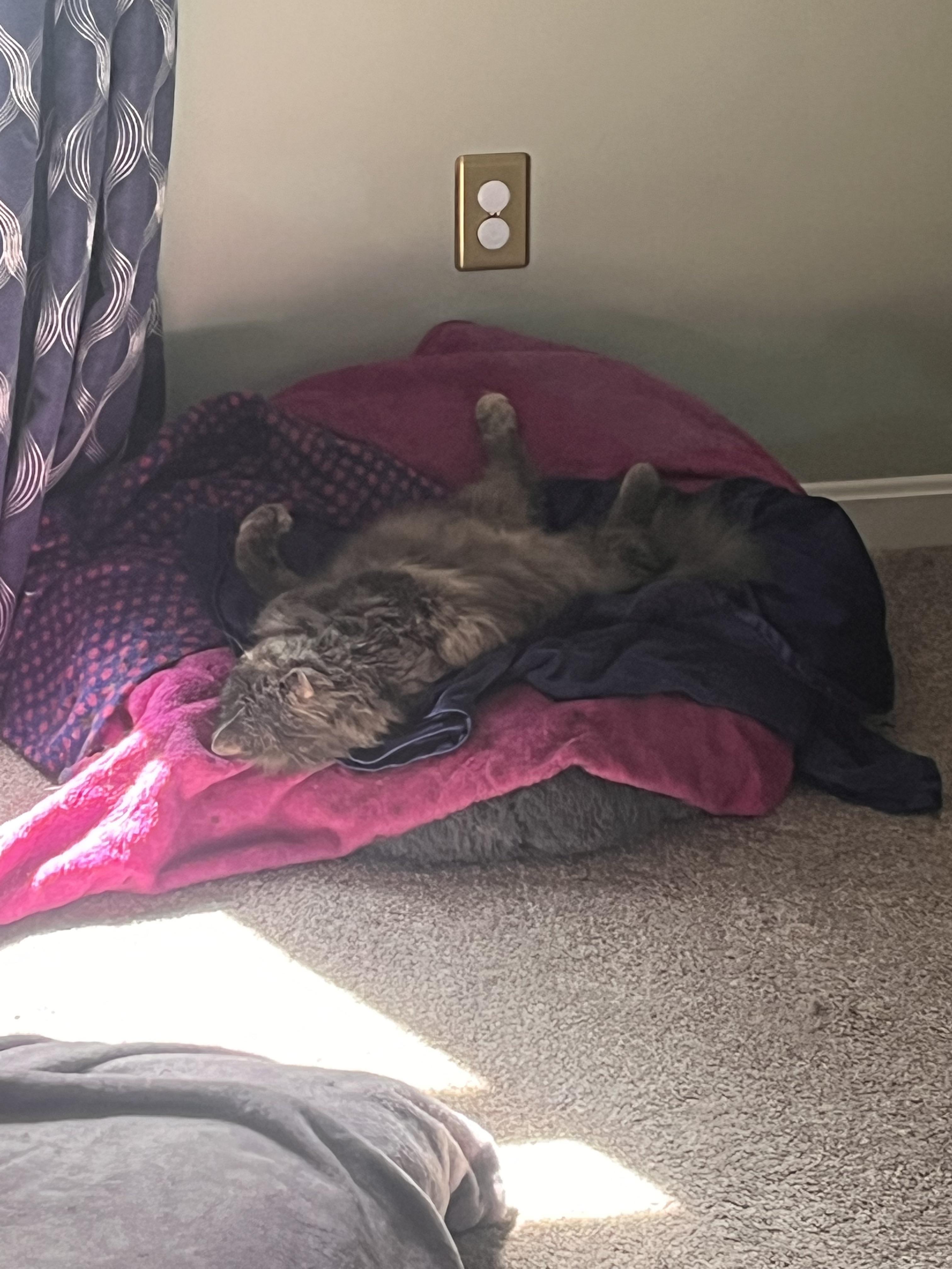 Lulu's such a mood tbh