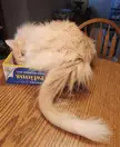 He always squeezes into stuff as if his life depends on it