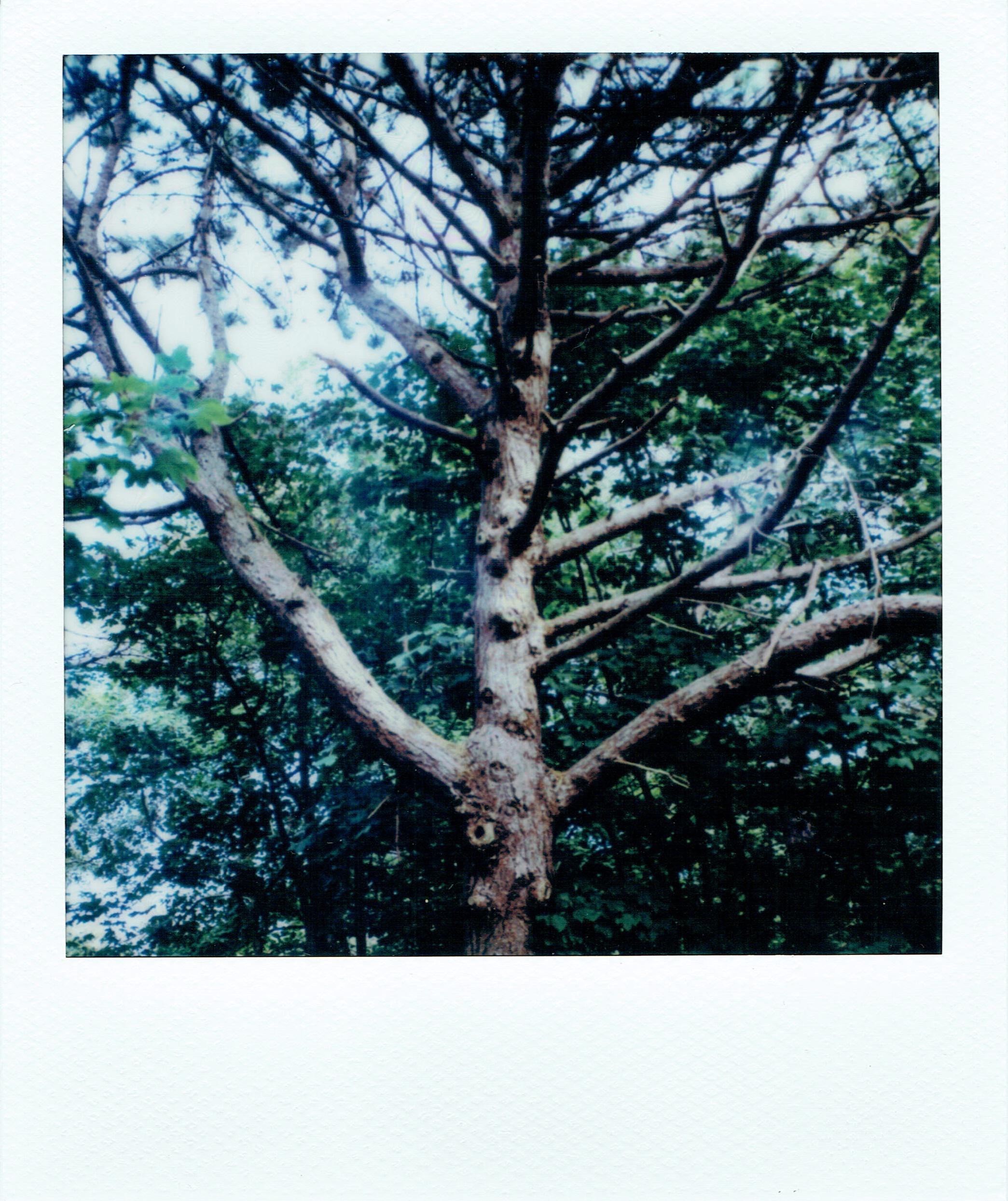 Discover More Like Polaroid Tree And Related Content Scrolller