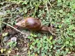 Snail on the ground