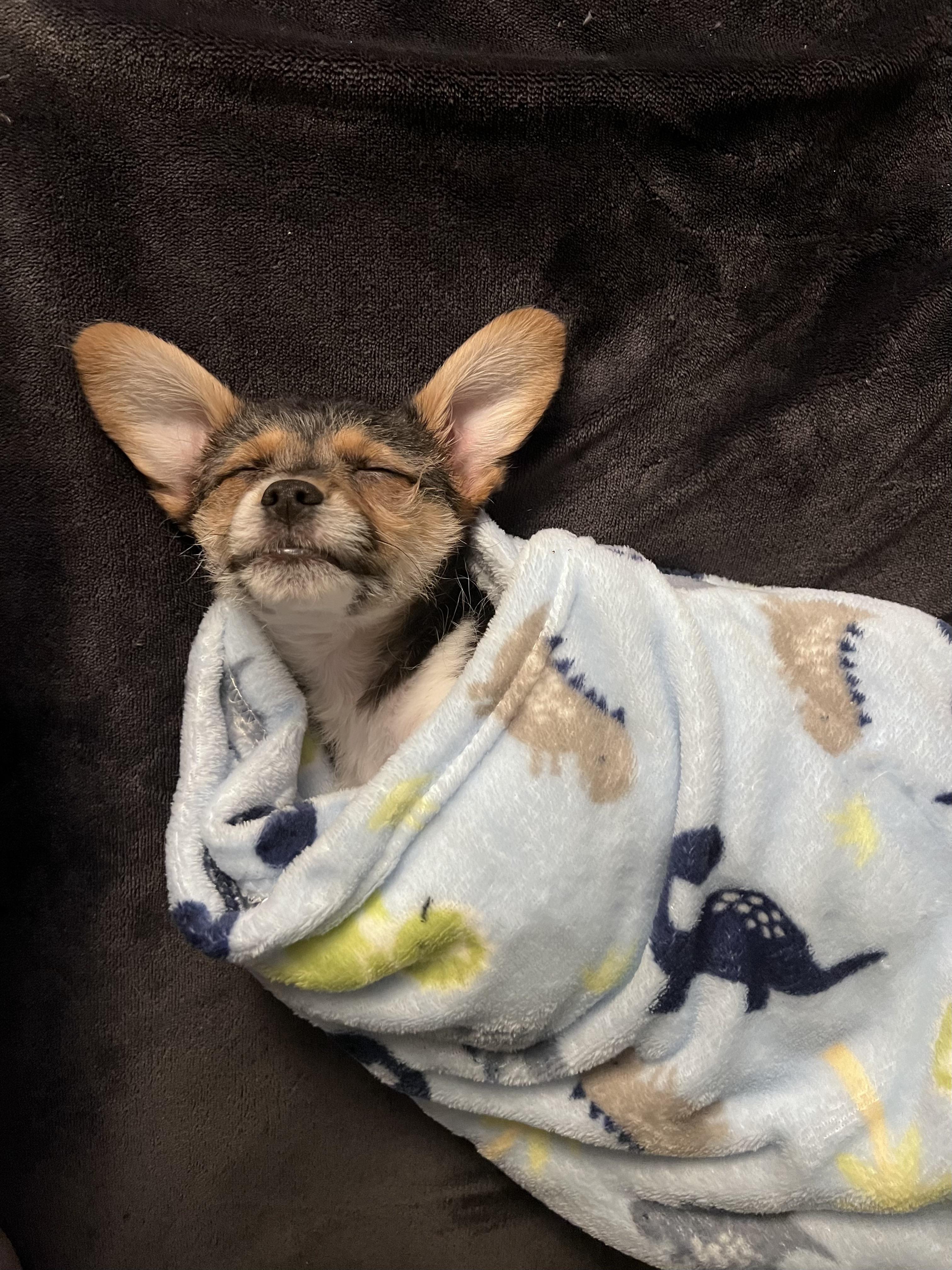 Ares all wrapped up for the night