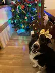 I’m not a dog, mom! I’m a reindeer 🥹