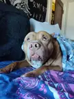 When the OTHER HUMAN, (Dad), tells you to get off the bed. "Doin' a confused?! Wat mean, 'get down'? Dis my Mom's bed. Who is you?"