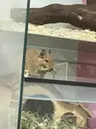 littlebuddies