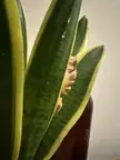 Pareidolia in a variegated snake plant with a brown withered leaf in the center