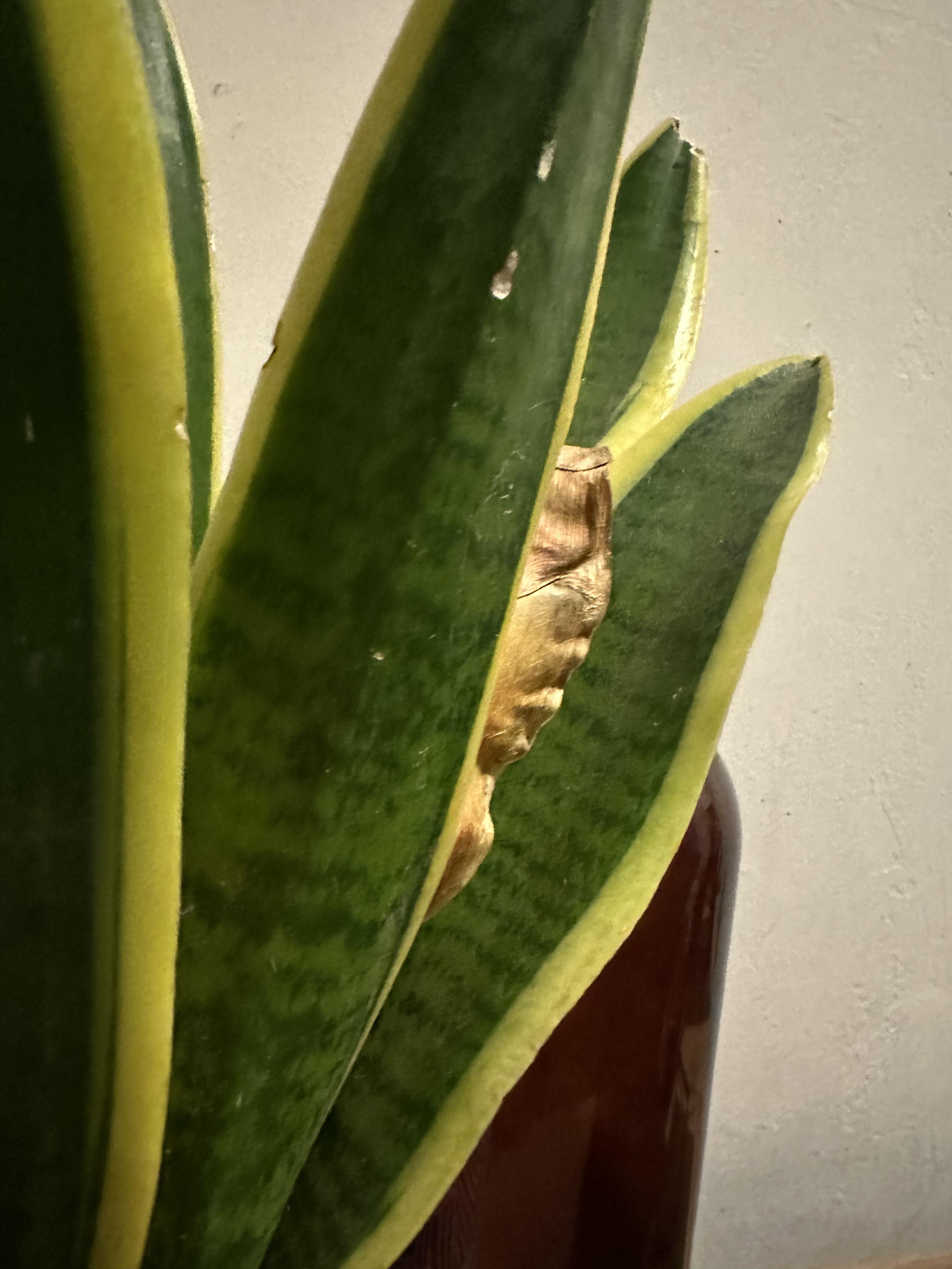 Plant Soul