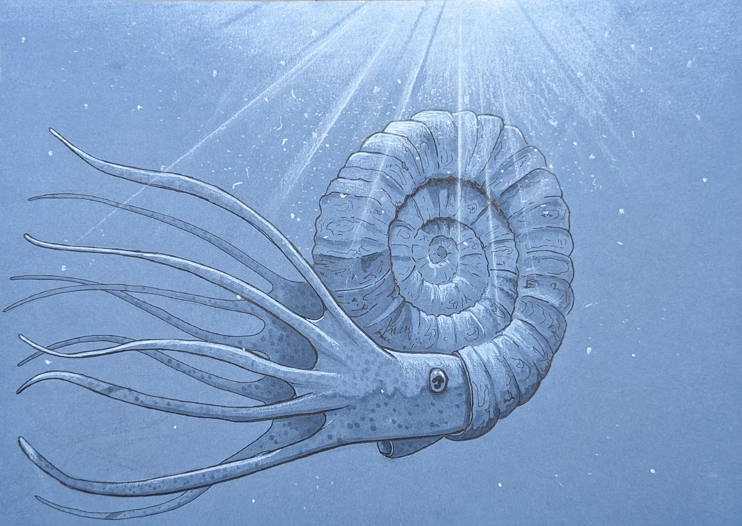 Ammonite, pen and markers on toned paper