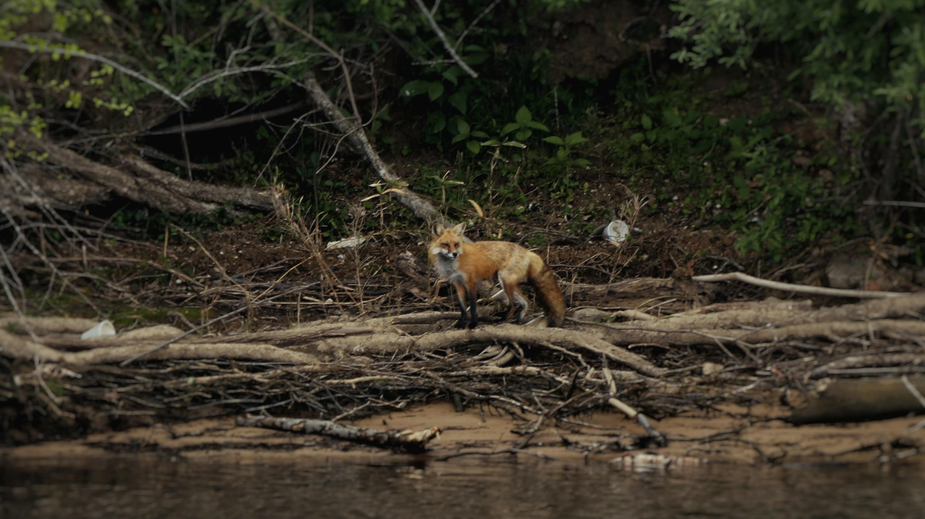 Fox By The Water