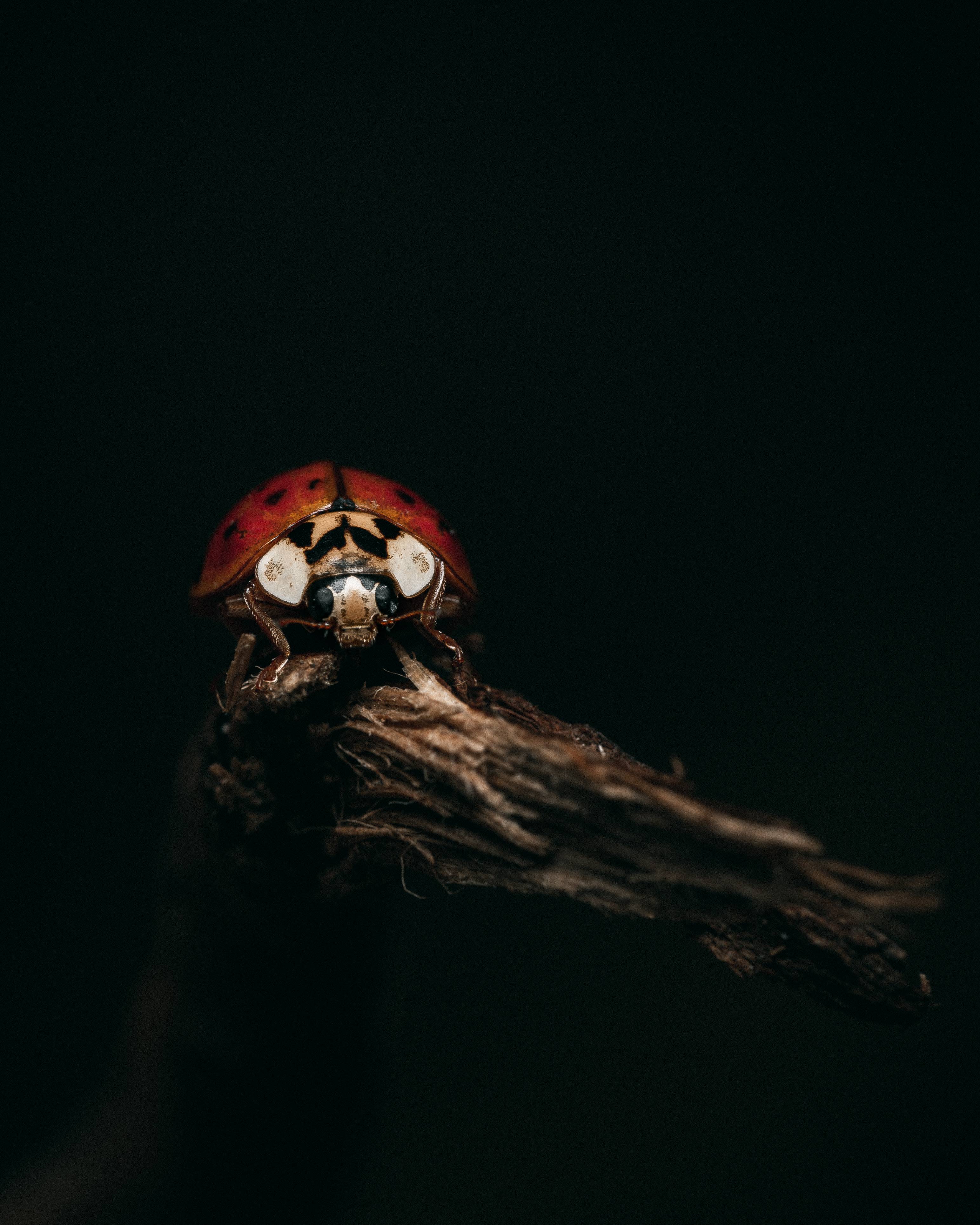 ladybug