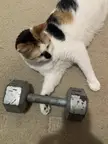 Has your cat gotten their daily exercise?