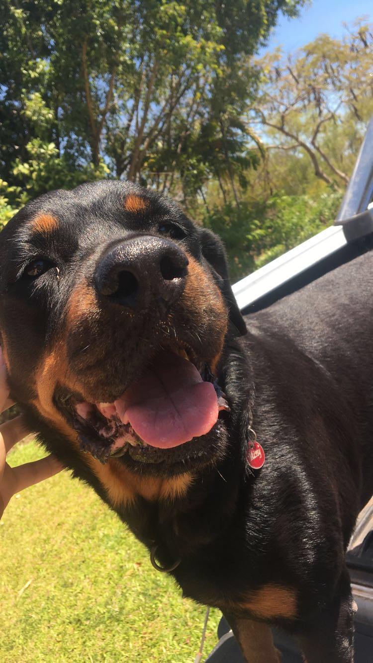 Discover more like Rottweiler: Missing Missy. Our home has had a ...