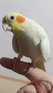 how to know if cockatiel is overweight?