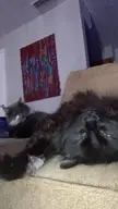 Fluffer