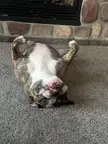 Dozer being an upside down derp