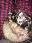 Not sure I’m comfortable having a ferret missing his spine in my lap