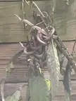 The way these garden snakes are coiled up outside my window