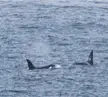 Killer whales, Rathlin island Northern Ireland.