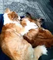 Eyebleach