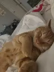 Jellybean relaxing after a long day.