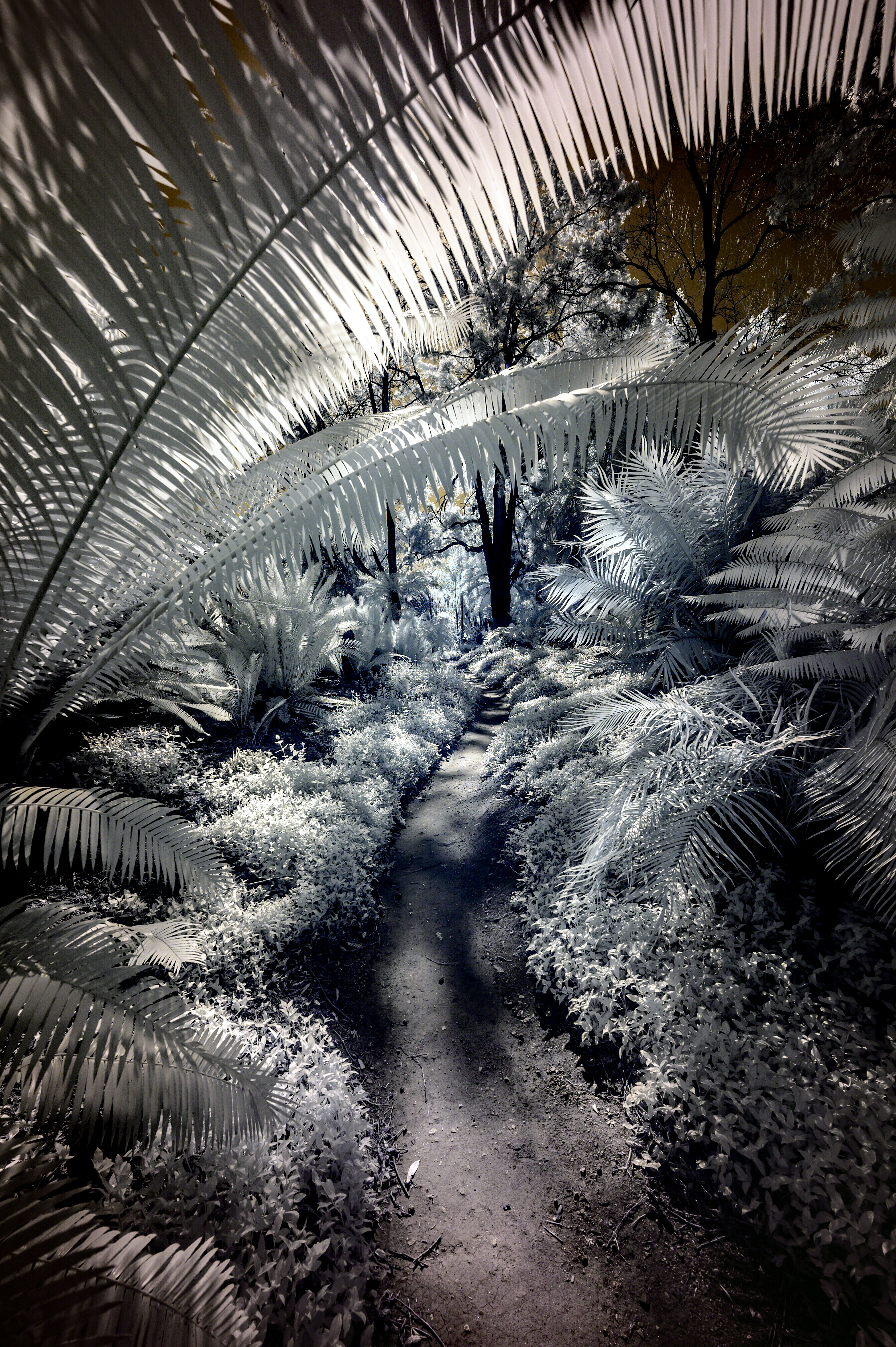 The Prehistoric Forest at the L. A. County Arboretum