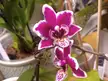 Mini Phalaenopsis blooming again 