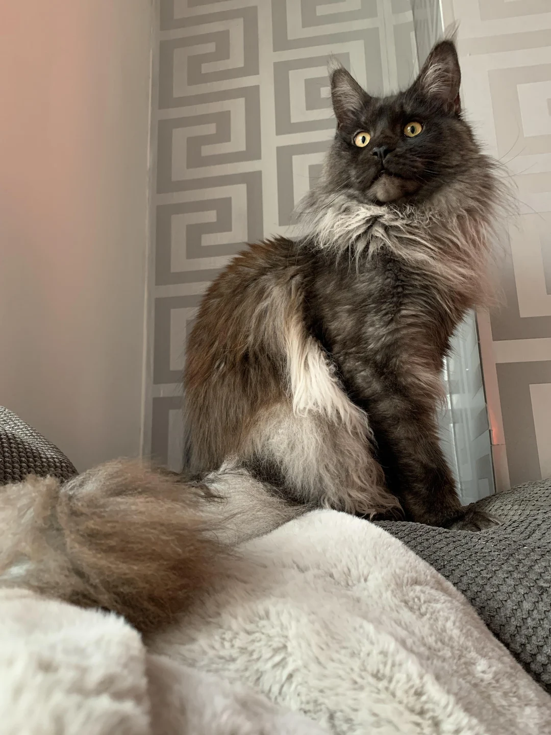 Grooming Double-Coated Dogs: Expert Tips for Shedding and Maintenance