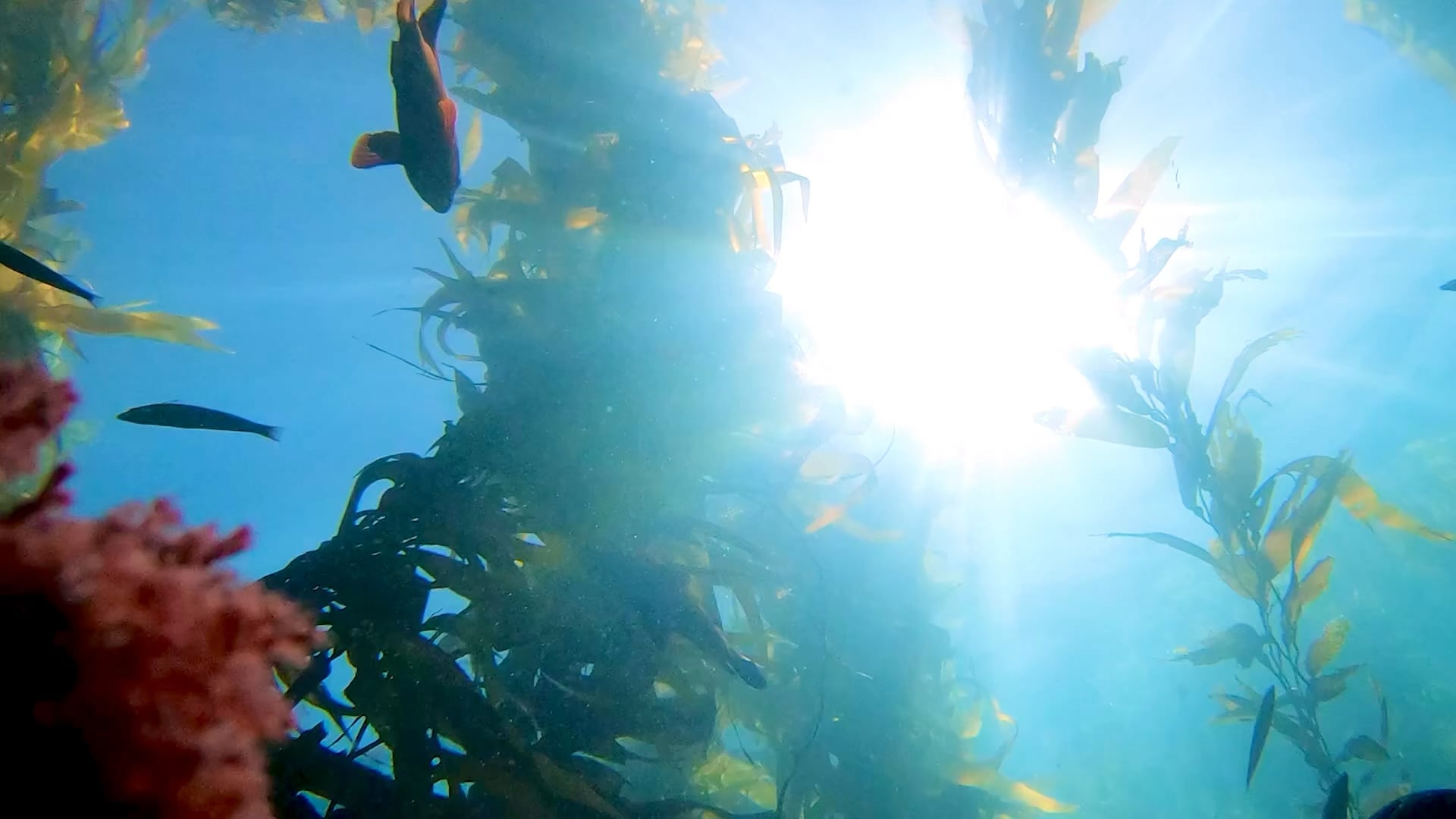 Sunset from below, Laguna Beach life
