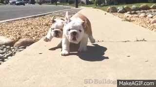 GifsofBulldogs