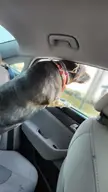 Only a biker truly understands why a dog sticks his head out of the window.
