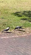 This crow ending a rat and immediately starting to eat it in a public park