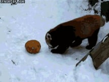 redpanda_gifs