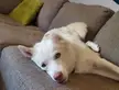 Can someone help me find my ear?