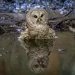 I guess you can say this is an owl’s version of a day spa. With a reflection pool.