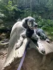 CanineMajesty
