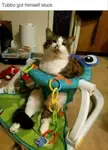 Who needs babies when you can have cat babies