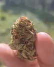 Fresh Dutch Nug from my local coffeeshop