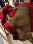 [OC] Hey Reddit, I got a new puppy would like your help picking a name for him!
