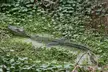 Awaiting Breakfast | Phinizy Swamp Nature Park, Augusta, GA
