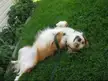 Show off