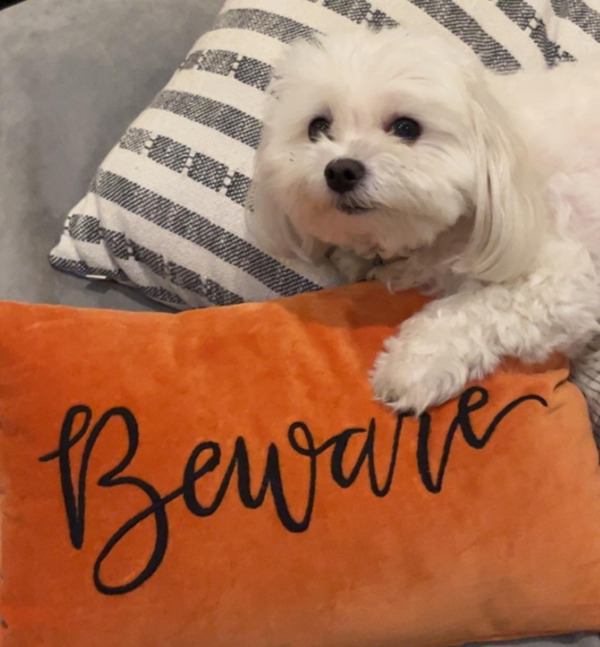 There is nothing more terrifying than a Maltese who is mad at you for not sharing your human food 🙈