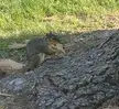 I took this pic of a Squirrel eating a cookie on campus the day before I graduated college