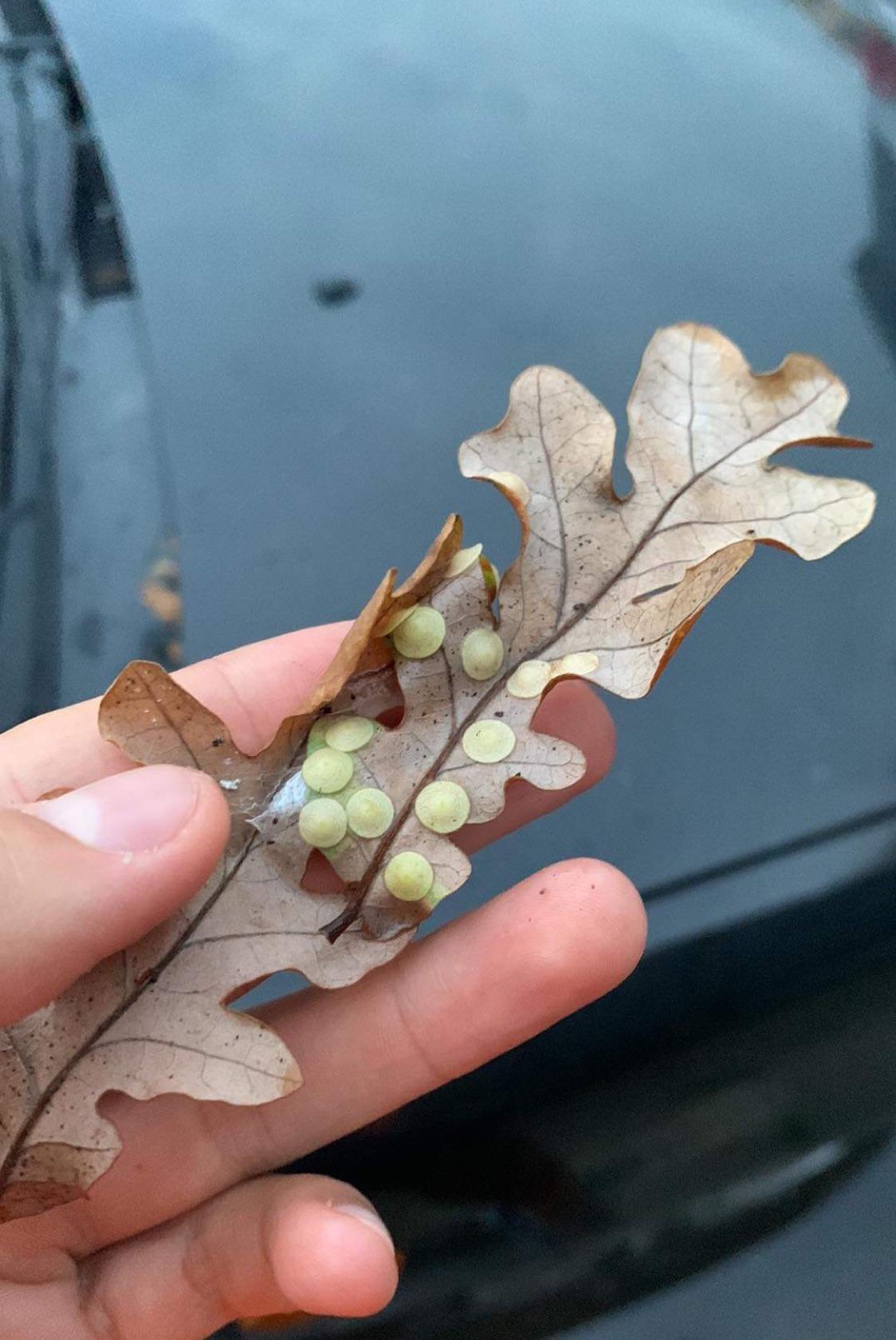 Sticky things on a leaf that look like lentils | Scrolller