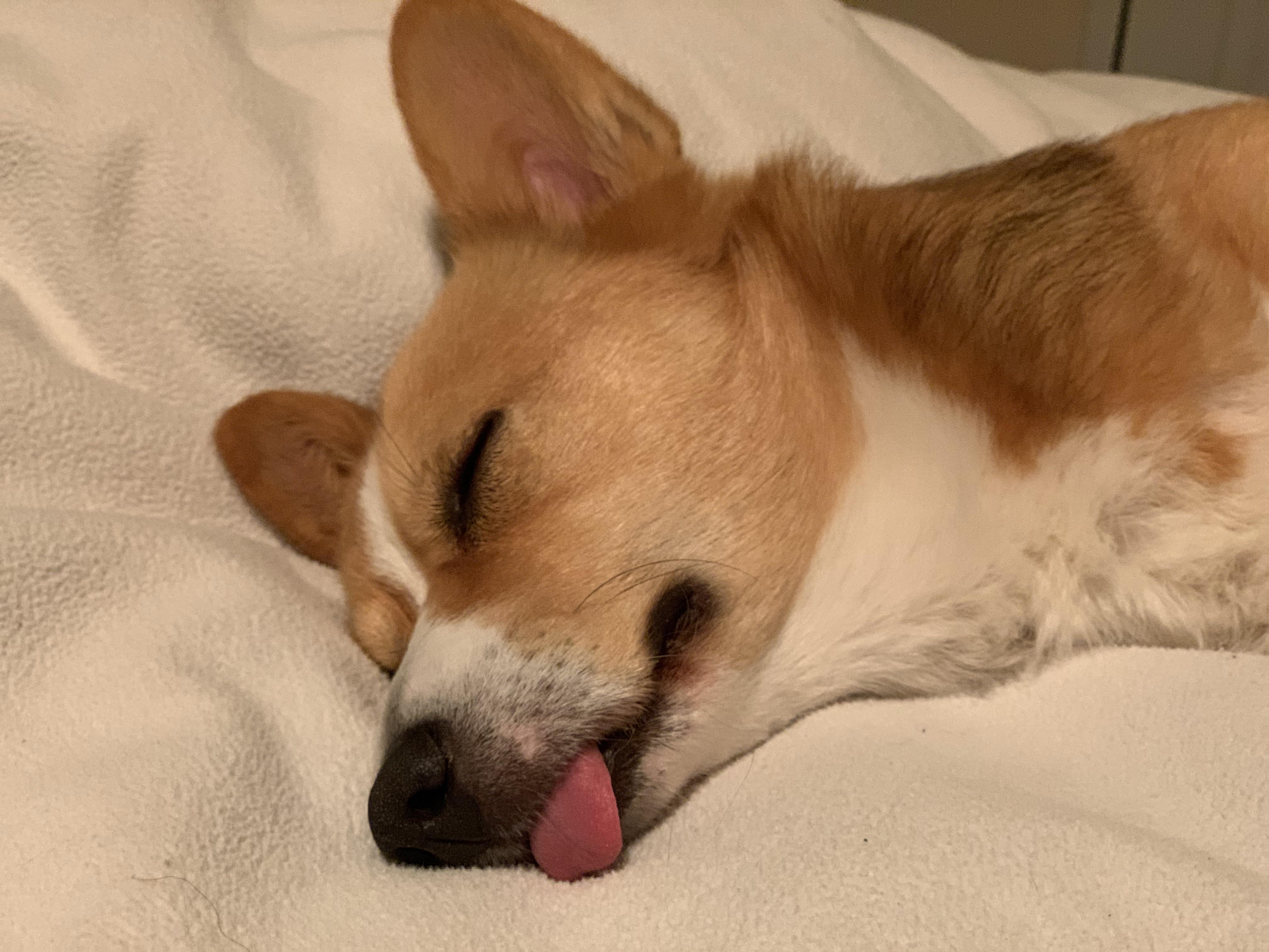 Happy corgi happy person 