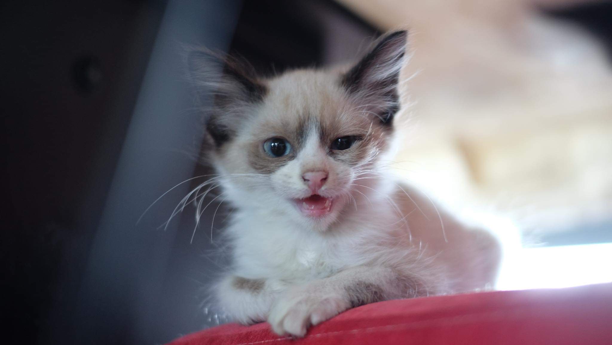 My favorite picture of Grumpito.